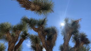 On peut clairement voir de grands palmiers se dresser sur un fond de ciel bleu, avec la lumière du soleil qui filtre à travers leurs feuilles.