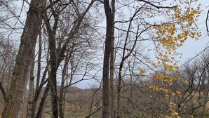 A forested area with a wooden fence, trees, and a body of water. - Blakley Hobbit Small Cabin (Viola)