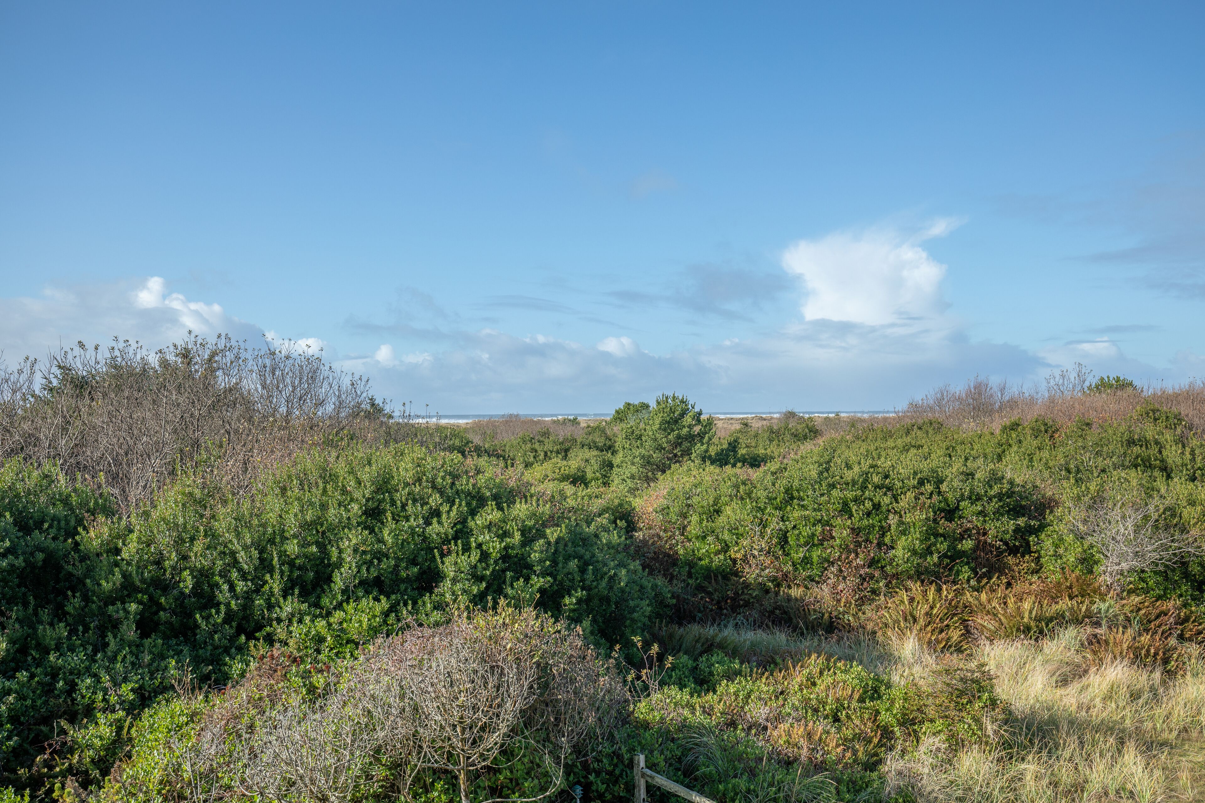 Een natuurlandschap met dichte begroeiing en een heldere lucht.