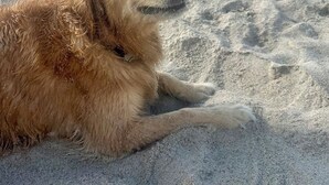 A dog lying on a sandy beach with the ocean in the background.