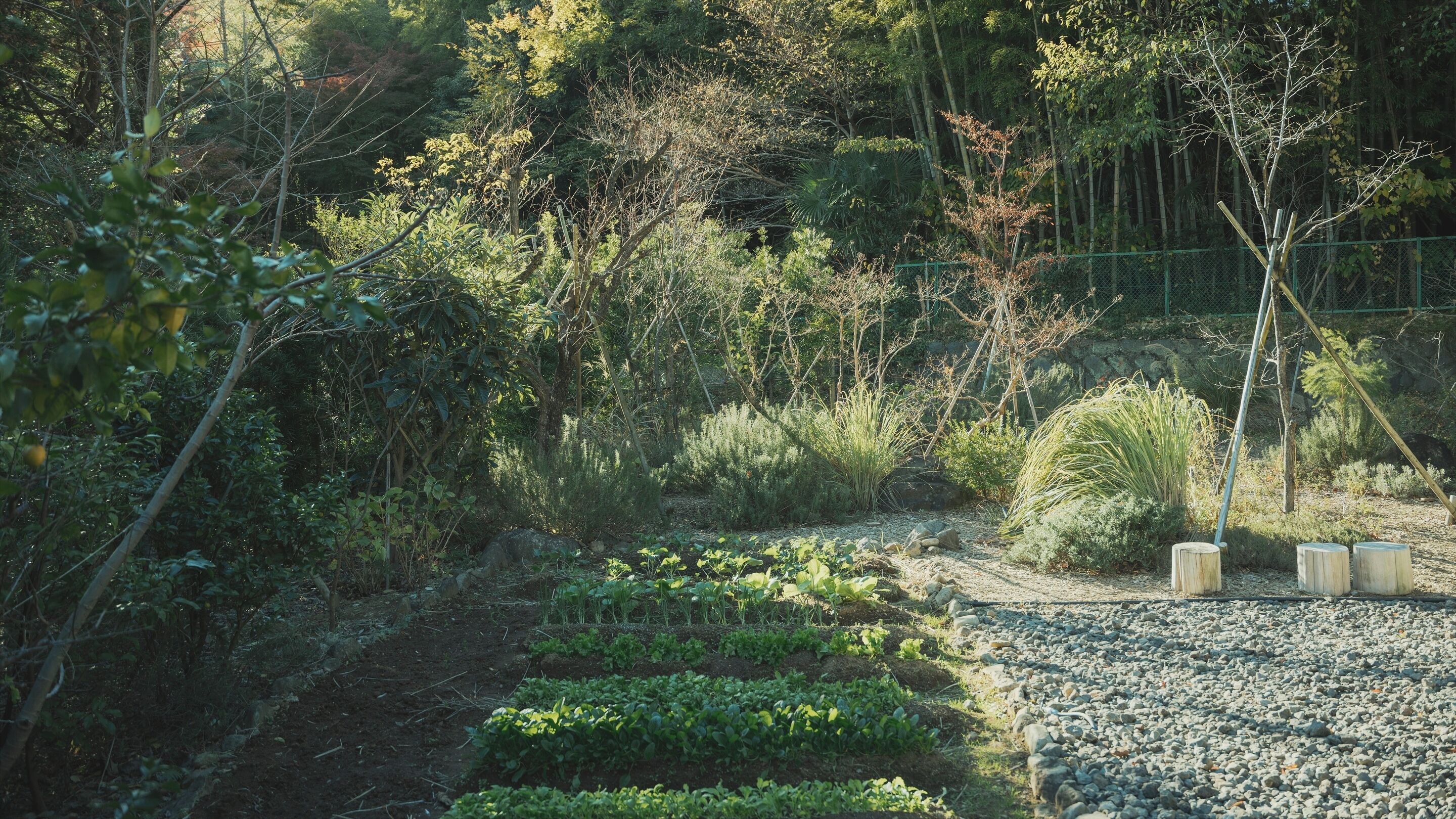 A garden with various plants and trees, a gravel path, and a fence.