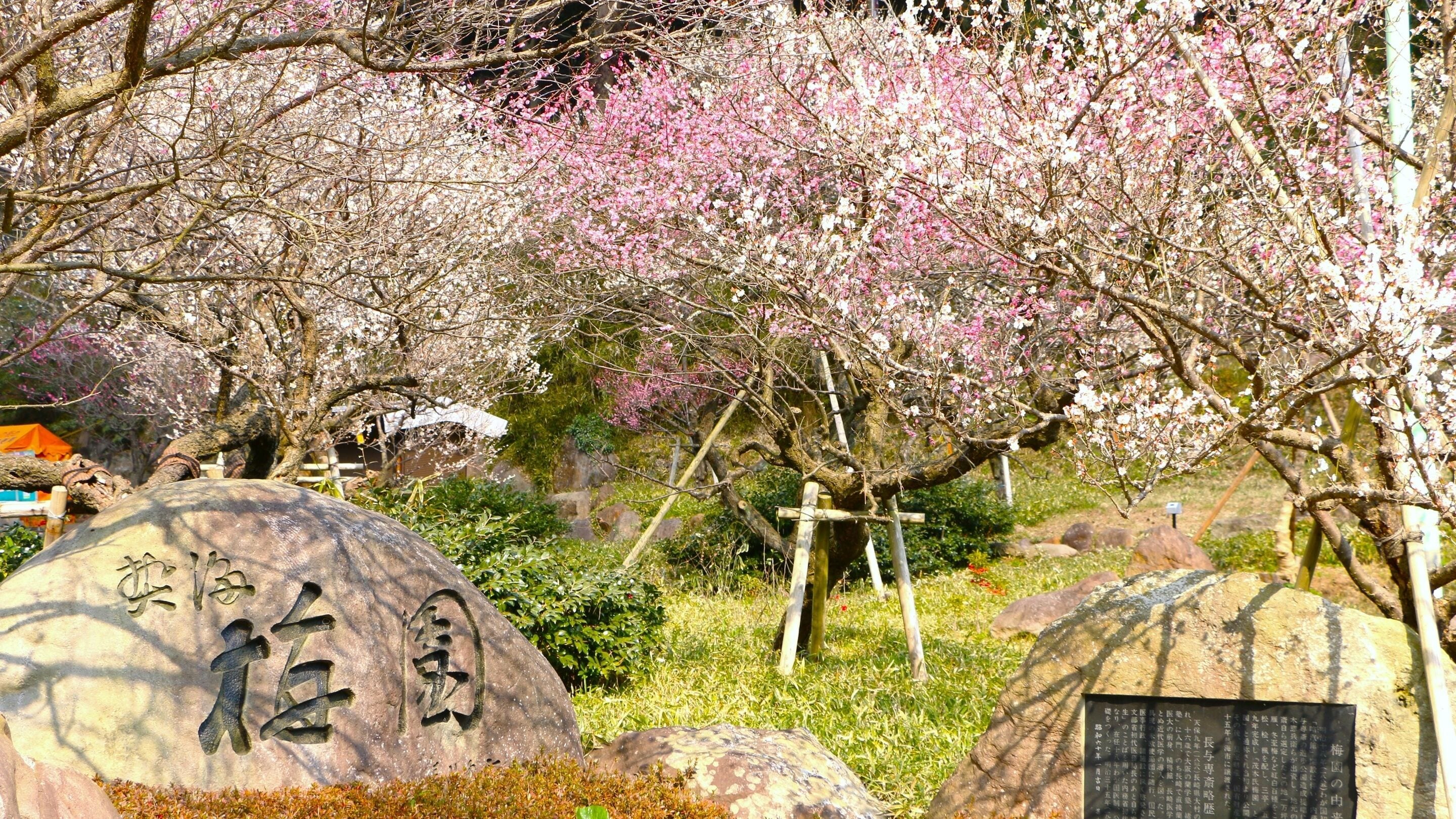 A stone monument with Japanese characters, surrounded by cherry blossoms and a grassy area.