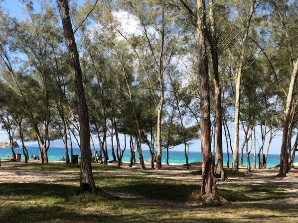 Guests can enjoy stunning ocean views from this beachfront location surrounded by tall trees.
