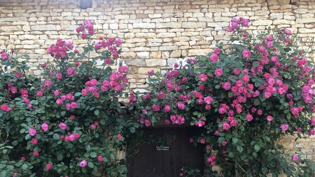 A stone wall with a wooden door and lush pink roses climbing over it. - BlanzayAprtment/1bed/Pool/Bbq/Wifi/FreeP (Blanzay)