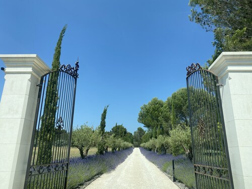 Tranquility among the olive trees