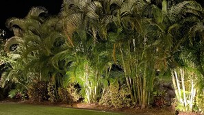 Un jardín bien iluminado con diversas palmeras y arbustos.