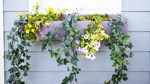 Una ventana con marco blanco y una caja de flores morada debajo.
