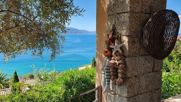 A tree with decorative items including a starfish and shells, overlooking a coastal view.