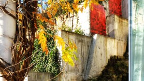 A wicker chair with a green cushion on a blue mat, a concrete wall with red and white painted sections, and a vine-covered wall.