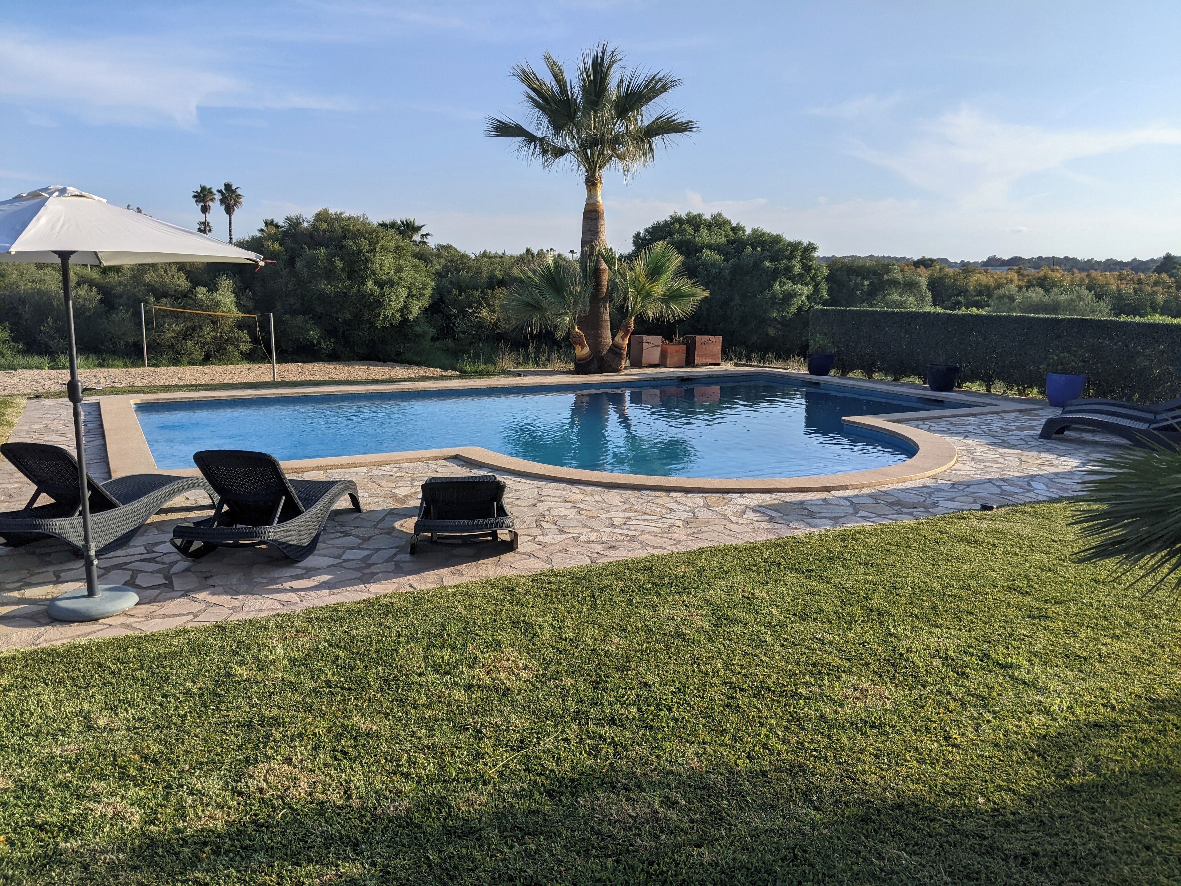 A swimming pool with lounge chairs and a palm tree.