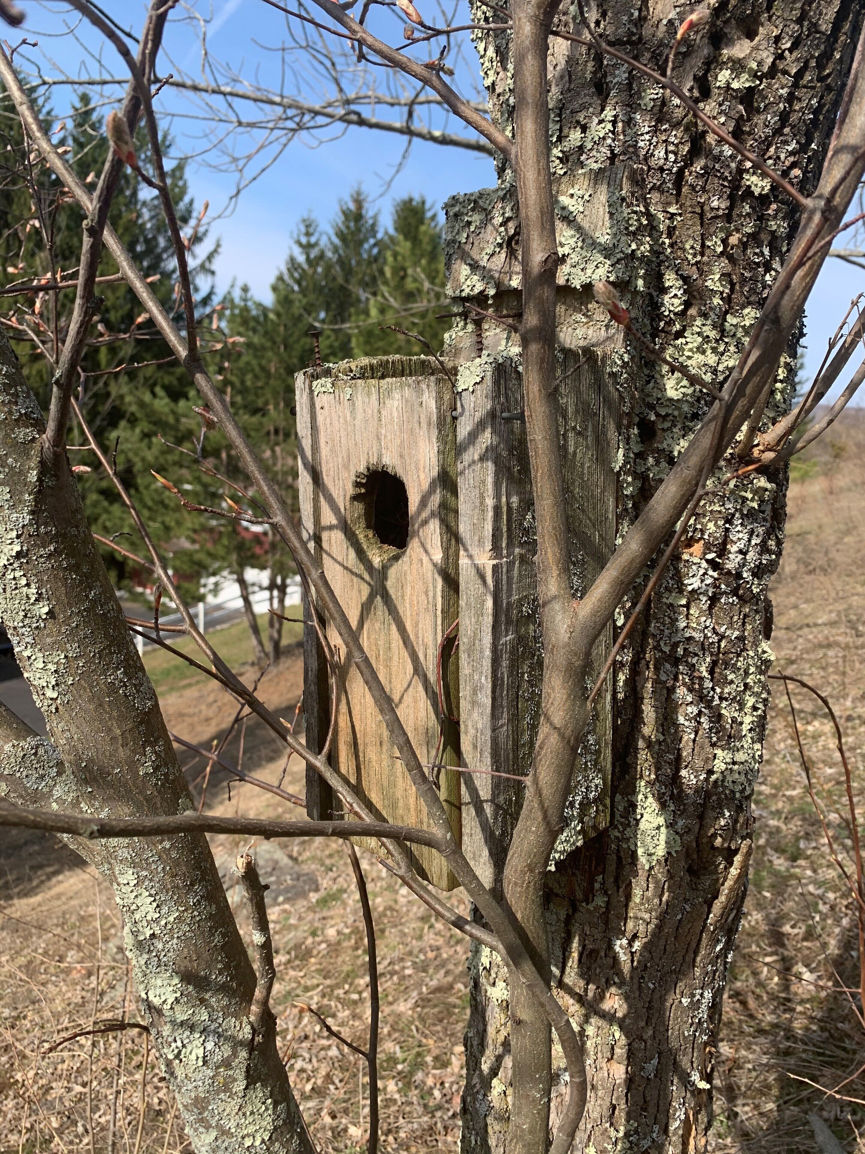 A wooden birdhouse attached to a tree trunk with lichen growth.