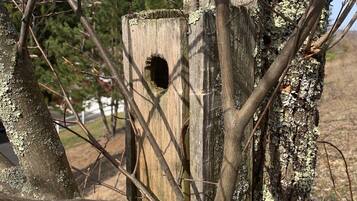 A wooden birdhouse attached to a tree trunk with lichen growth.