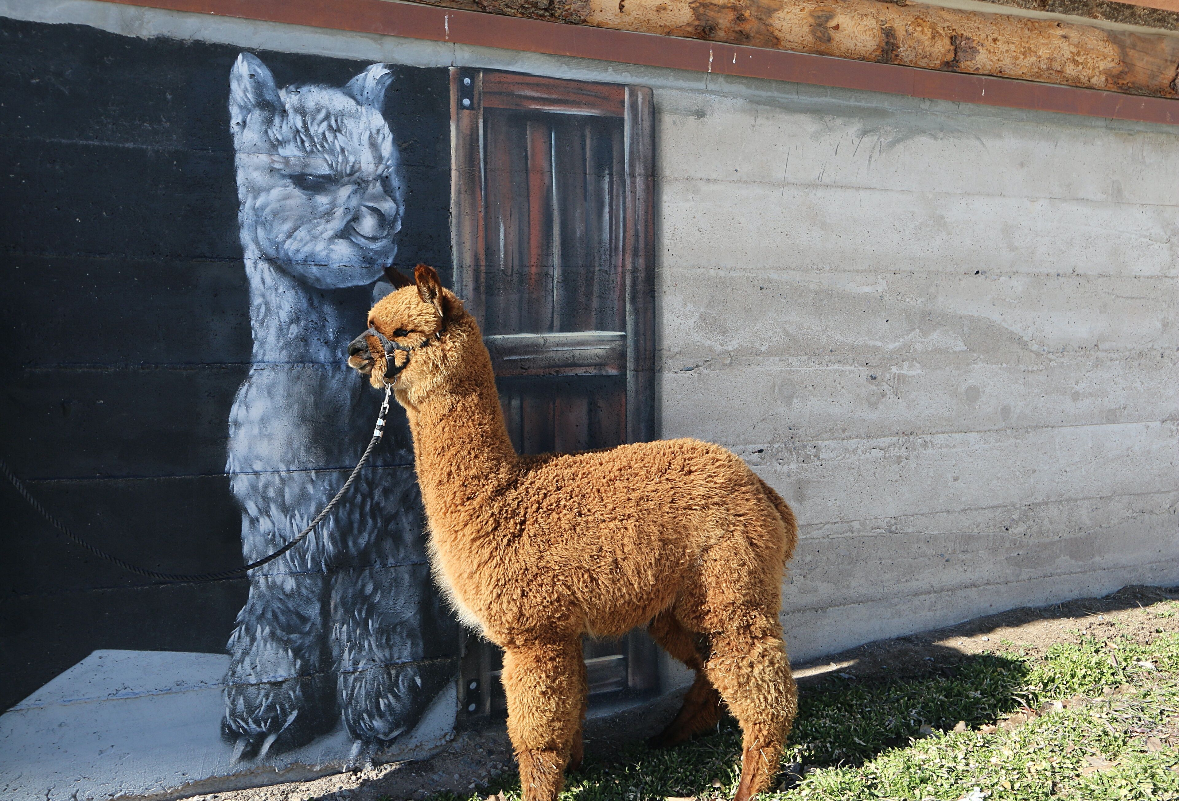 Una llama parada frente a un mural con la imagen de una llama.