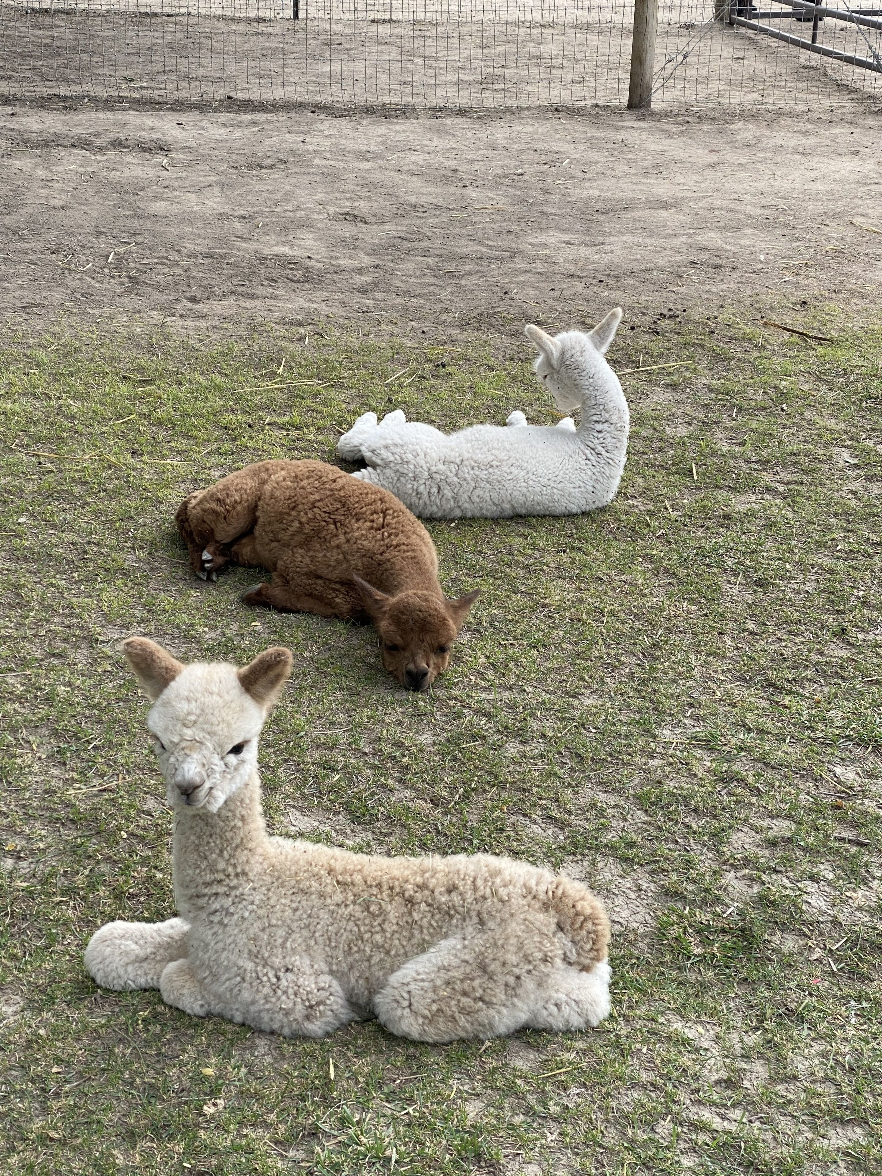 Tres alpacas descansando en un campo cubierto de hierba, con una cerca al fondo.