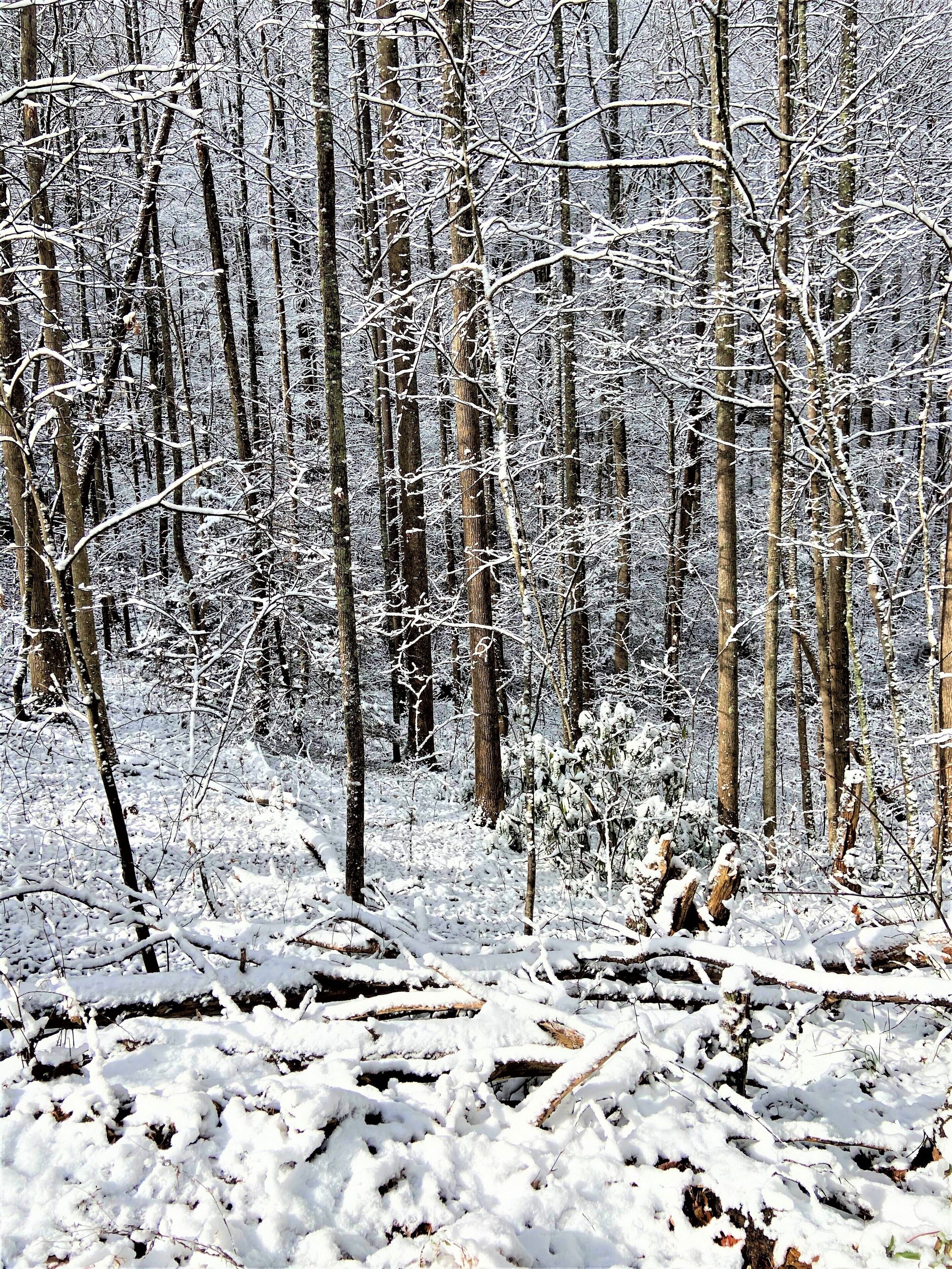 Une forêt dense, avec de grands arbres couverts de neige.
