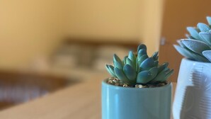 Une petite plante succulente en pot, posée sur une surface en bois.