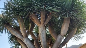 Un grand arbre à plusieurs troncs et au feuillage dense, un bâtiment blanc avec une enseigne indiquant « CASA NUN », et un paysage montagneux en arrière-plan.