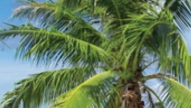 A palm tree on a beach with clear blue water and a clear sky. - Perfect place to call a Timeout! 3 beaches within 15 minutes! With a pool! (Venice)