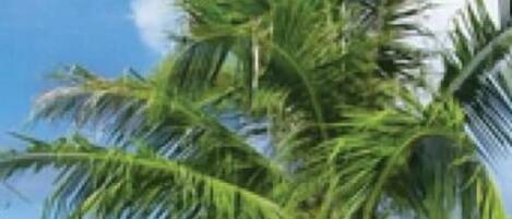 Sun loungers, beach towels