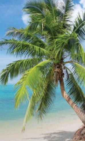 Enjoy a serene beach experience surrounded by a single palm tree and endless blue skies.