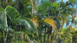 Un jardin tropical avec des palmiers, une clôture en bois et une pelouse.