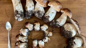 A variety of mushrooms with visible stems and caps, arranged on a wooden surface.