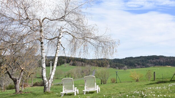 Two white chairs under a birch tree in a grassy field with a view of a hilly landscape.