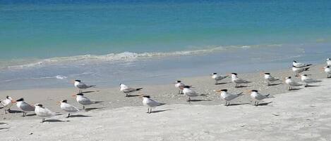 Beach nearby, sun loungers, beach towels