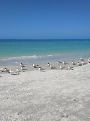 Beach nearby, sun-loungers, beach towels
