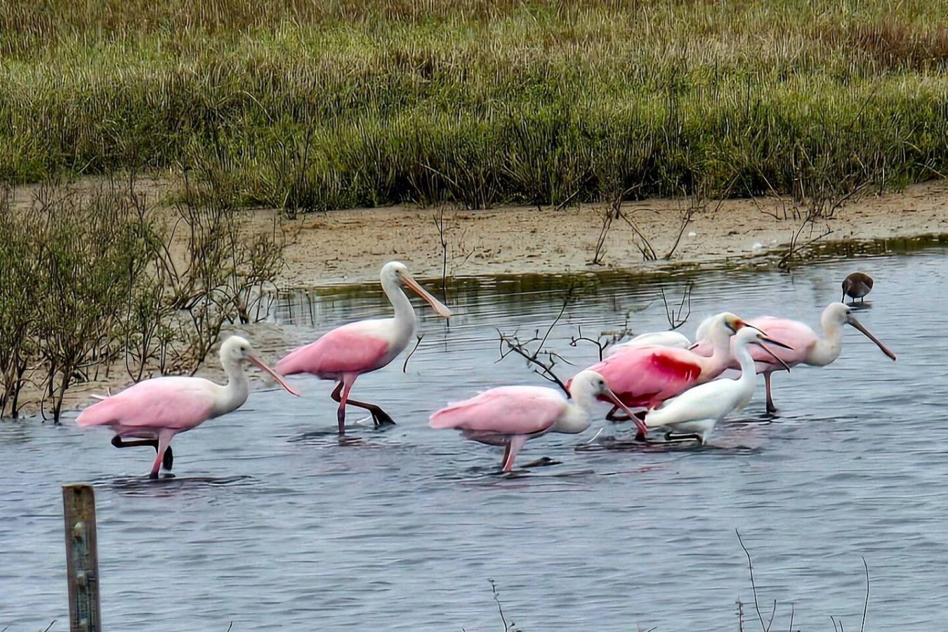 Een groep roze en witte vogels staat in ondiep water.
