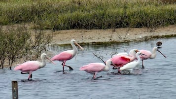 Eine Gruppe rosafarbener und weißer Vögel steht in flachem Wasser.