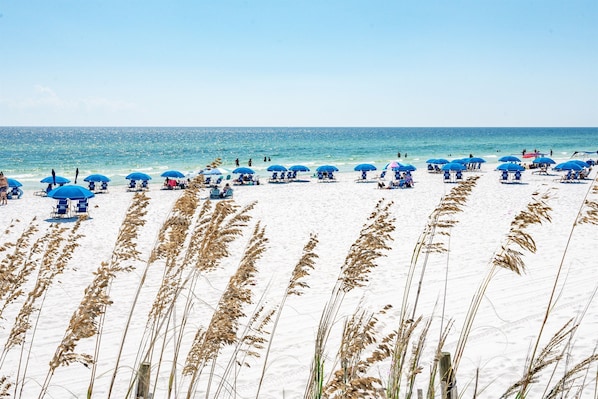Une plage bordée de rangées de parasols bleus et de chaises de plage, avec de l’herbe haute au premier plan.