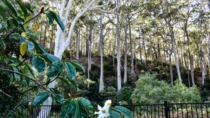 Une forêt dense, avec de grands arbres, et une clôture en métal noir au premier plan.
