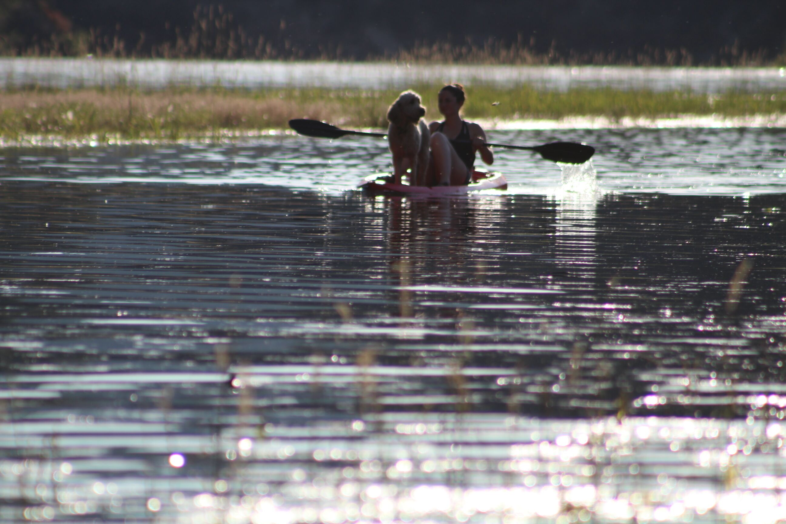 Una persona y un perro en una tabla de remo sobre el agua.
