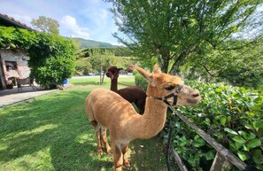 Property grounds - Garfagnana Tuscan Farmhouse with Private Pool, views & Alpacas – Sleeps 8. WIFI. (Toscana)