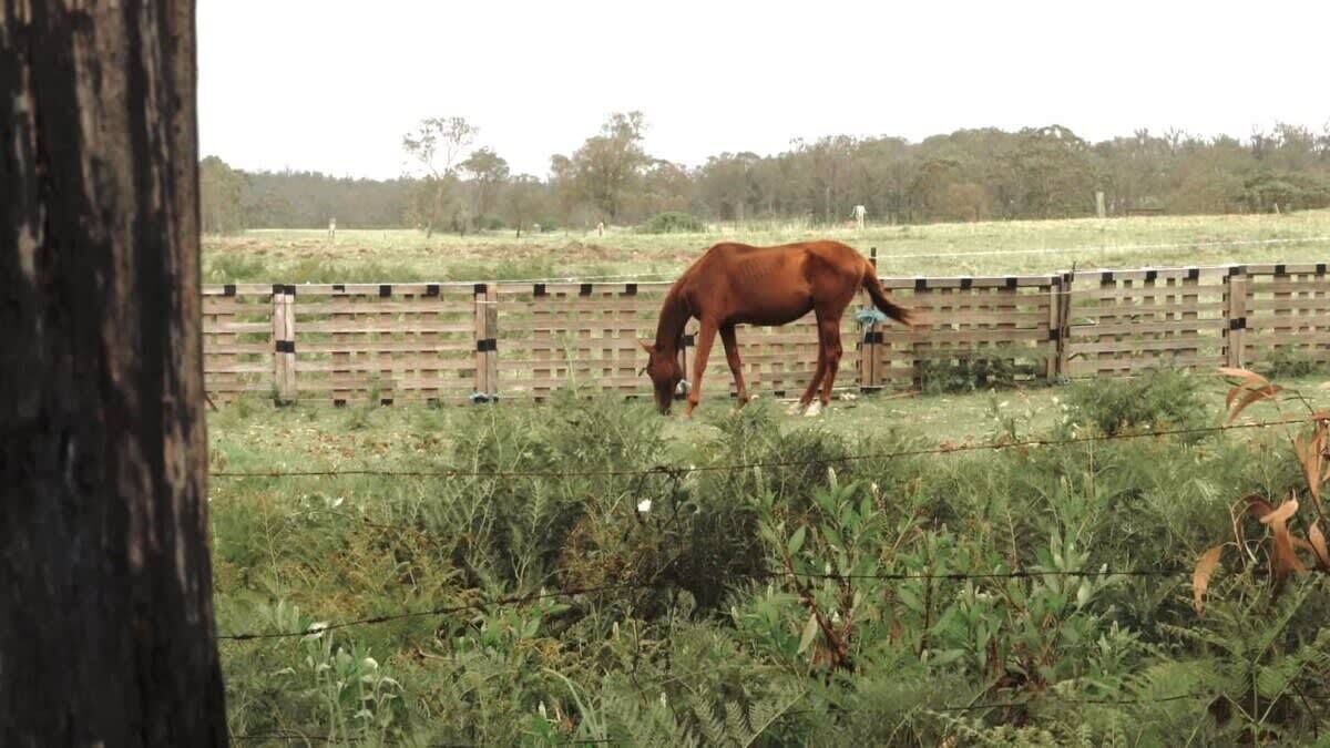 A horse grazing in a fenced pasture with a wooden fence and trees in the background.