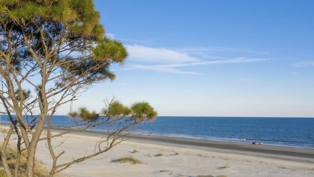 Ein Strand mit blauem Himmel, sandigem Ufer und vereinzelter Vegetation.