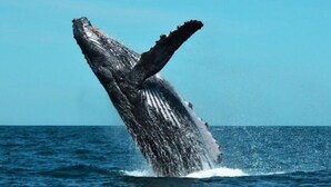 Una ballena emergiendo del océano.