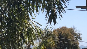A coastal street with parked cars, palm trees, and a view of the sea. - Carlsbad Village, Great Beach Access, Shops & Restaurants (Carlsbad)