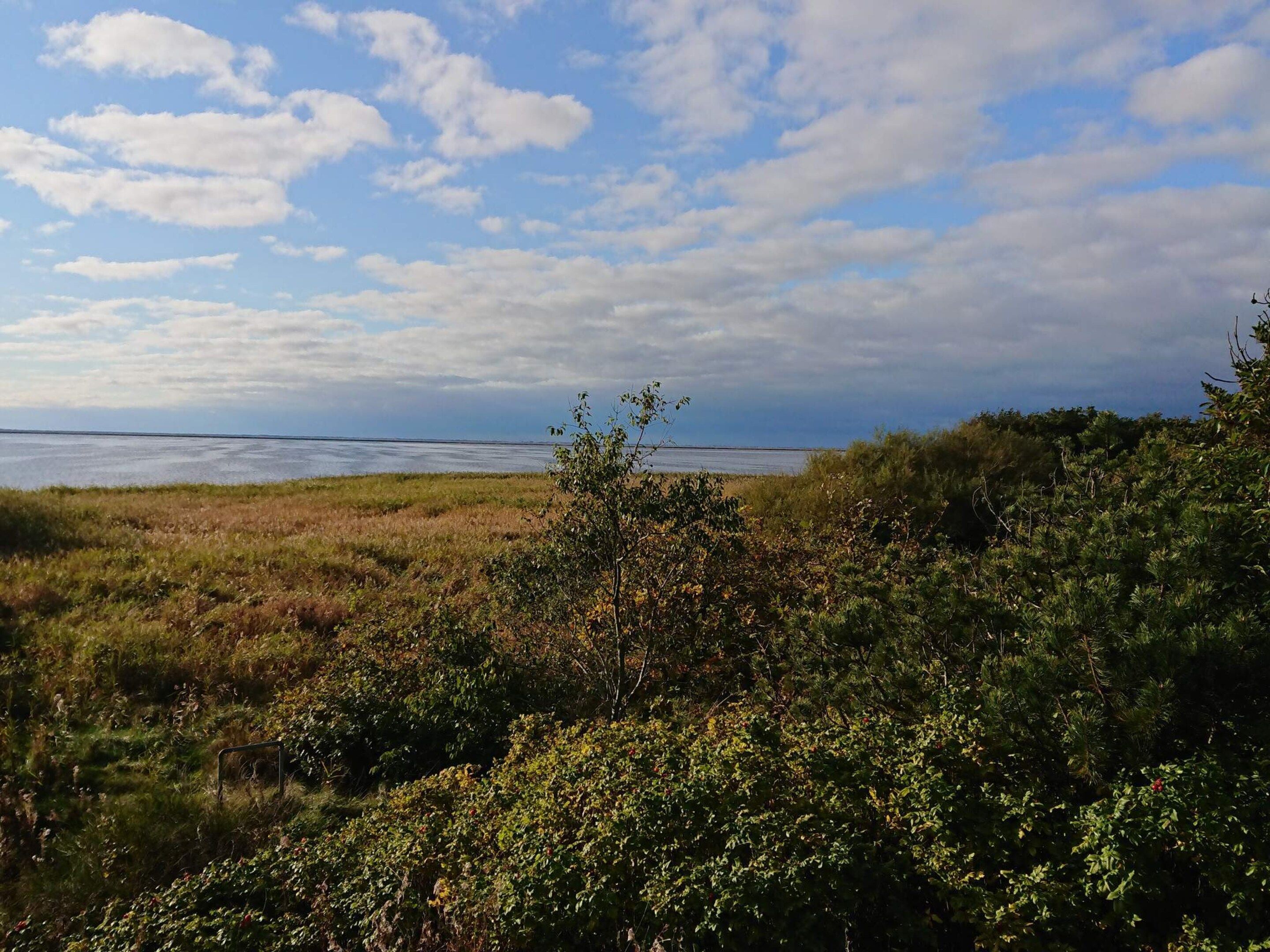 A coastal landscape with a grassy foreground and dense shrubbery.