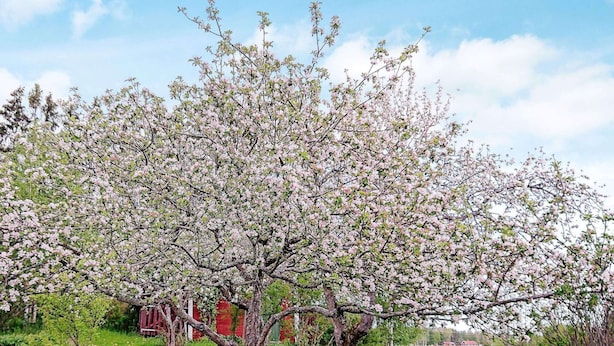 A tree with pink blossoms in a grassy field with a red building in the background. - 5 Person Holiday Home in Storvik (Storvik)