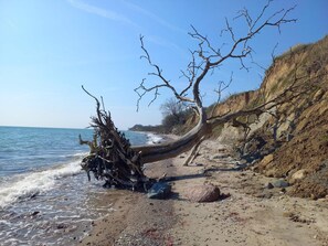 A beach with a fallen tree, rocky terrain, and a clear sky.