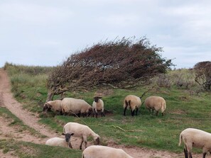 House | Miscellaneous