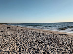 A beach with a dog and a clear sky.