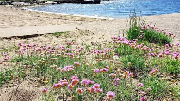 Une plage parsemée de fleurs roses et bordée d’une côte rocheuse.