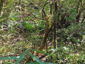 House | Miscellaneous