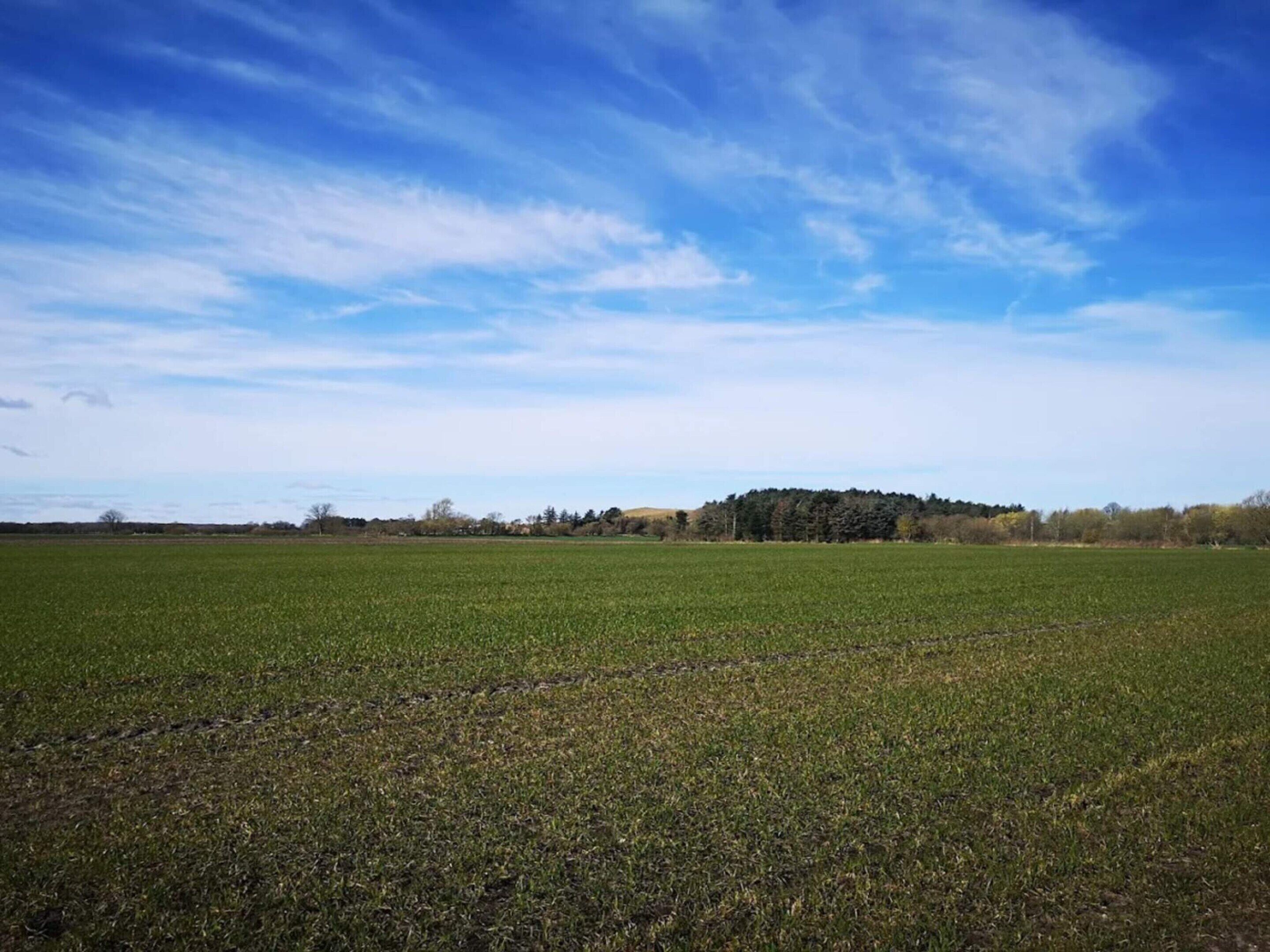 A vast open field with a distant forest under a clear blue sky.