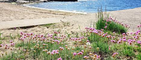 A beach with pink flowers and a rocky shoreline.