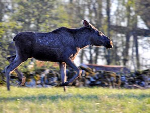 Hirvi juoksee ruohikkoisella alueella, taustalla näkyy puita.