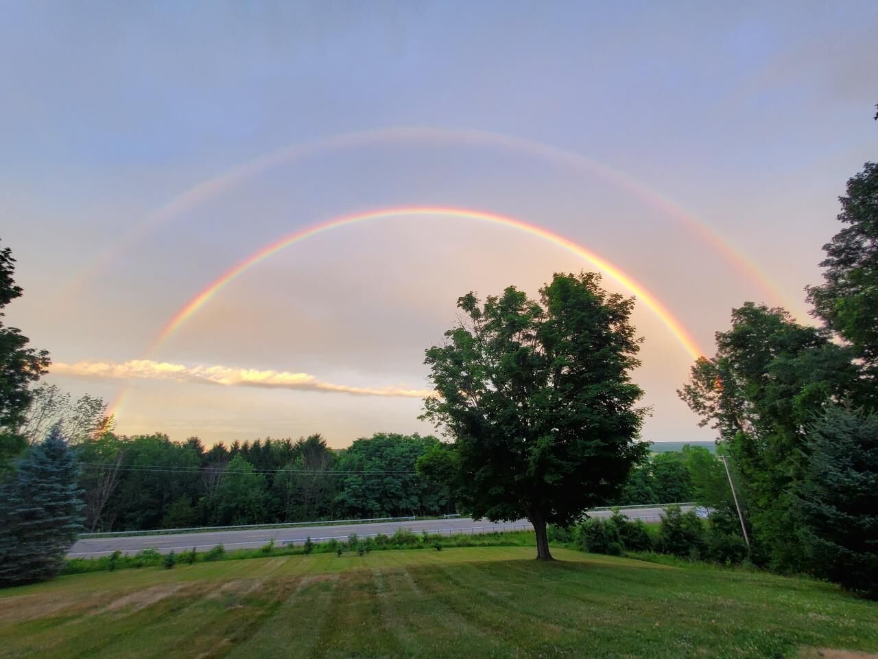 A tree in a grassy area with a rainbow in the background.